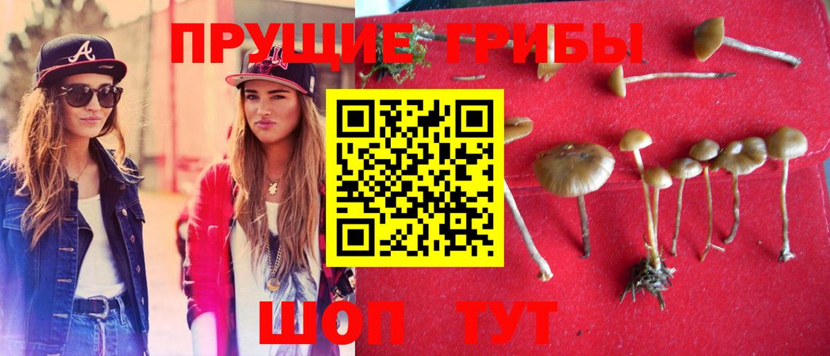 Галлюциногенные грибы Psilocybe Томск